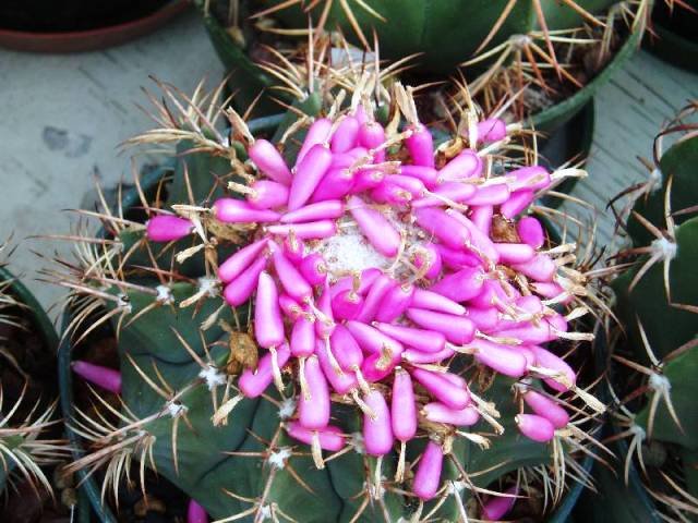 Melocactus_tohumlar